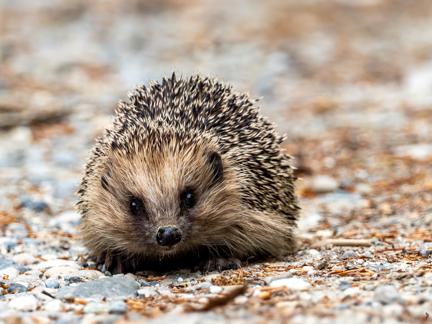 Igel Portrait