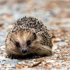 Igel Portrait