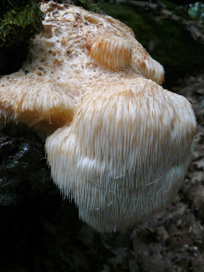 Igel Stachelbart