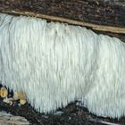 Igel-Stachelbart (Hericium erinaceum)