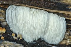 Igel-Stachelbart (Hericium erinaceum)