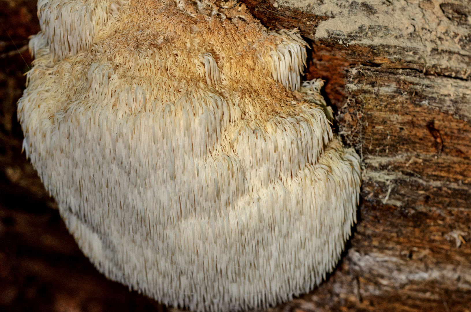 Igel-Stachelbart (Hericium erinaceum)