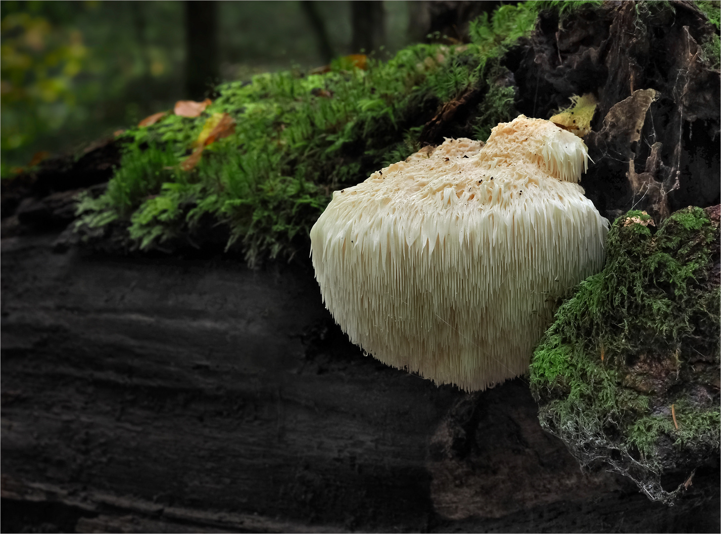 Igel-Stachelbart (Hericium erinaceus)