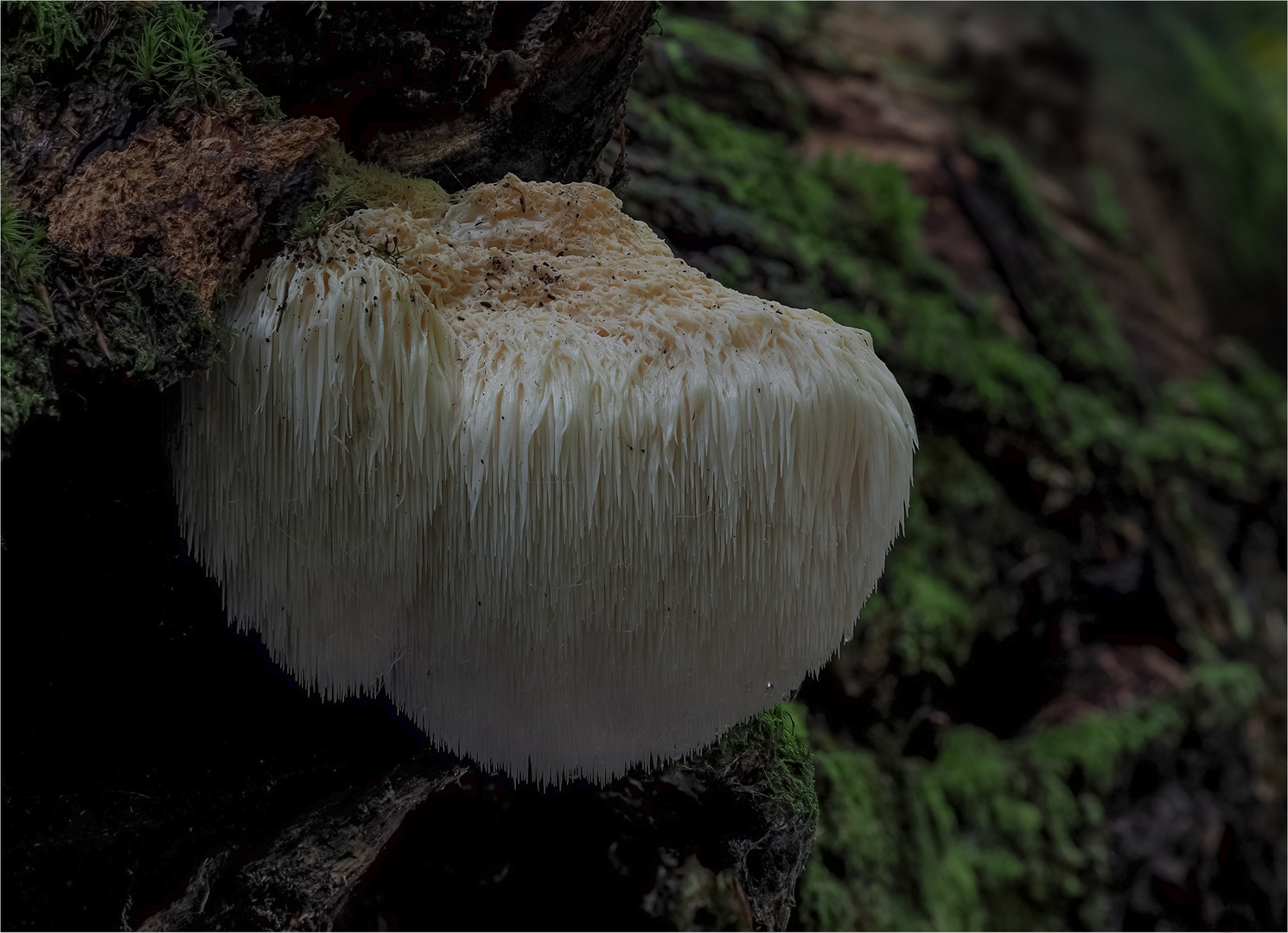 Igel Stachelbart/ HERICIUM ERINACEUS                                                       