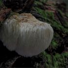 Igel Stachelbart/ HERICIUM ERINACEUS                                                       