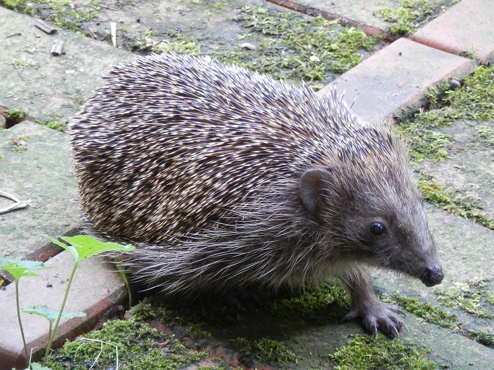 Igel - Stacheliger Besuch am Nachmittag