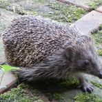 Igel - Stacheliger Besuch am Nachmittag