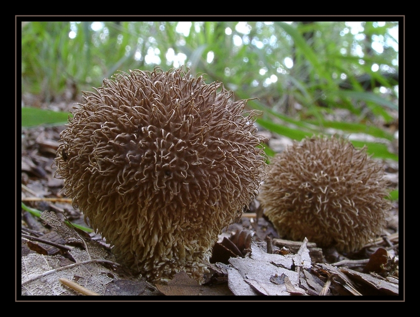 Igel-Stäubling