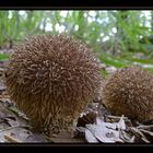 Igel-Stäubling