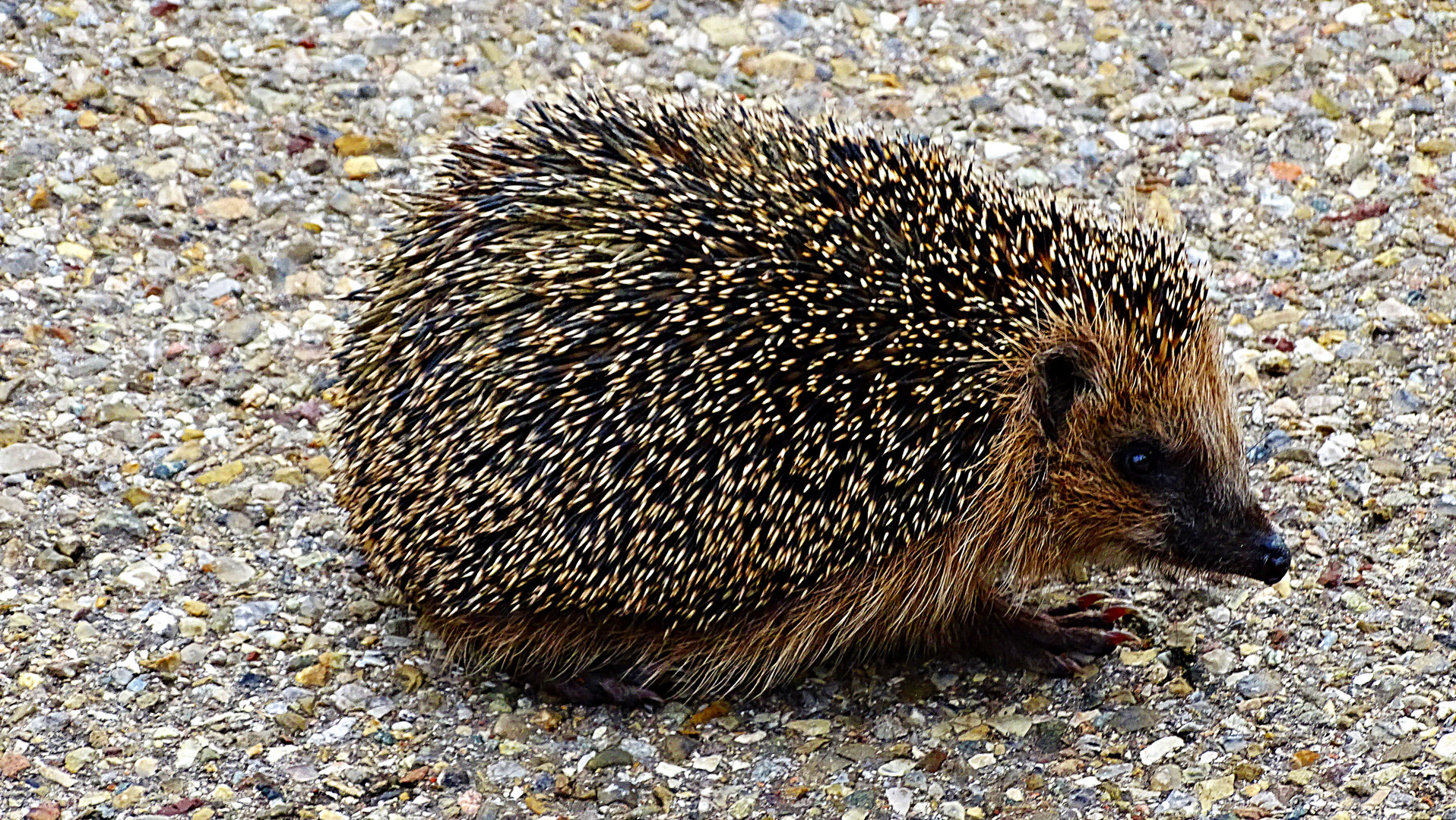 Igel sucht die rettende Straßenseite