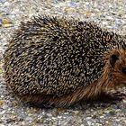 Igel sucht die rettende Straßenseite