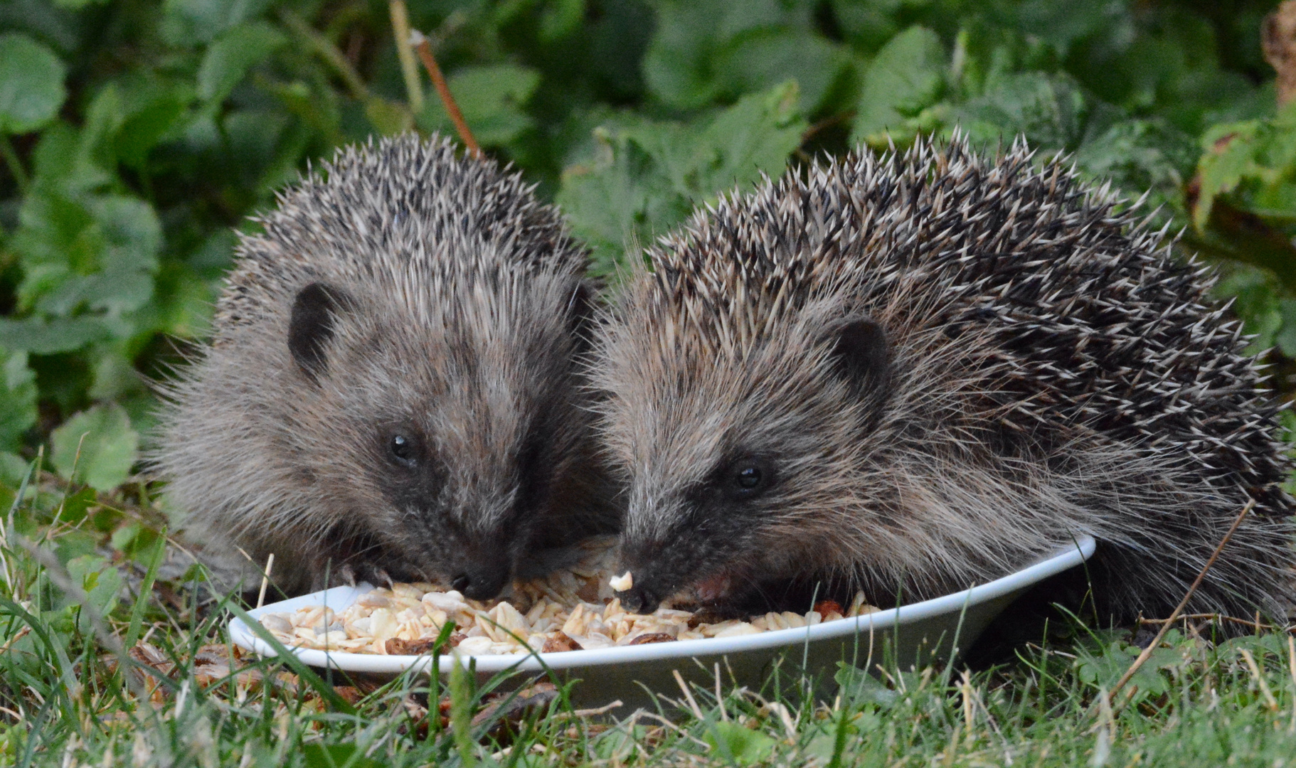 Igel-Teller