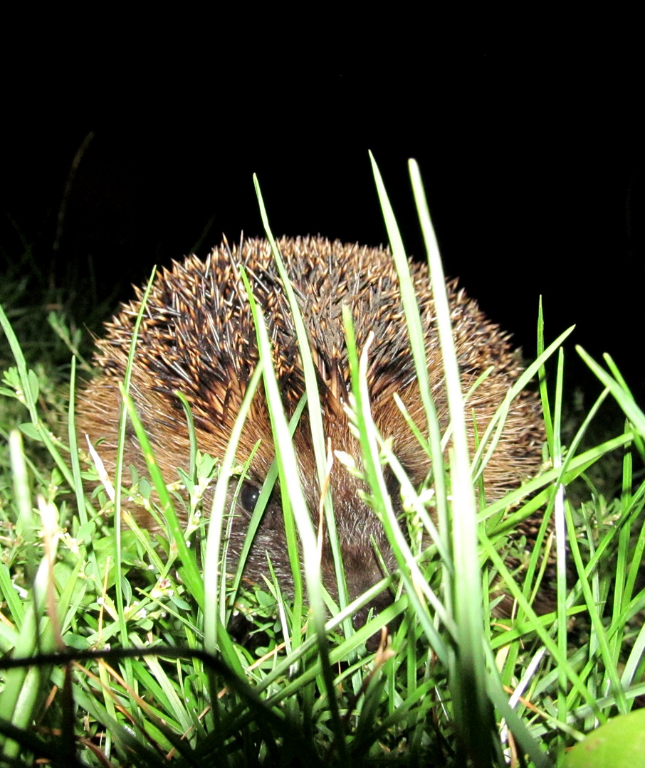 Igel um Mitternacht ..............