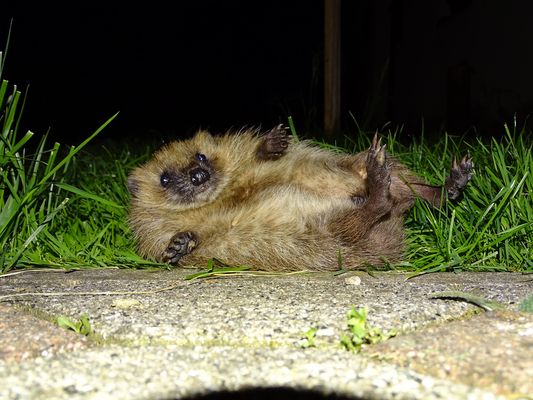 Igel umgefallen !