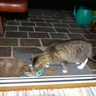 Igel und Katze beim Fressen
