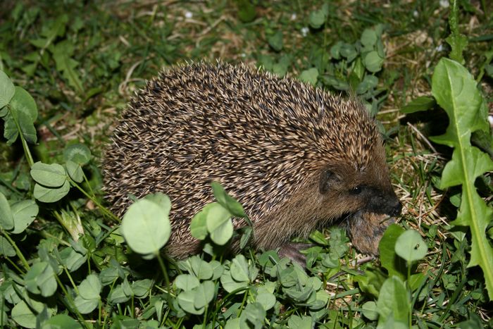 Igel und Maus