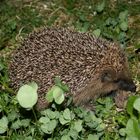 Igel und Maus