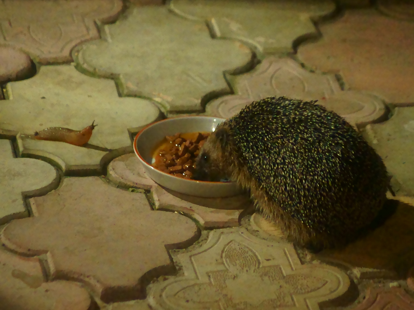 Igel und Schnecke