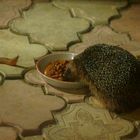 Igel und Schnecke