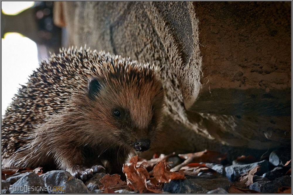 « Igel unterm Traktorreifen »