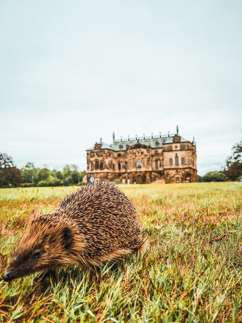 Igel unterwegs