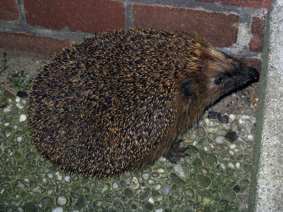 Igel vor der Haustür