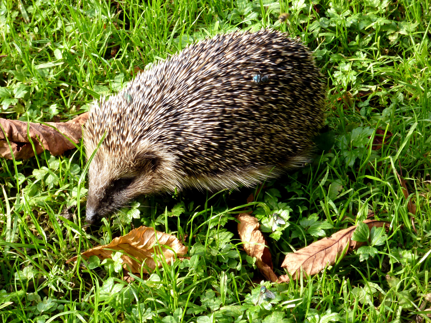 Igel - wollte sich heute auch in der Herbstsonne sonnen - 2013-10-18