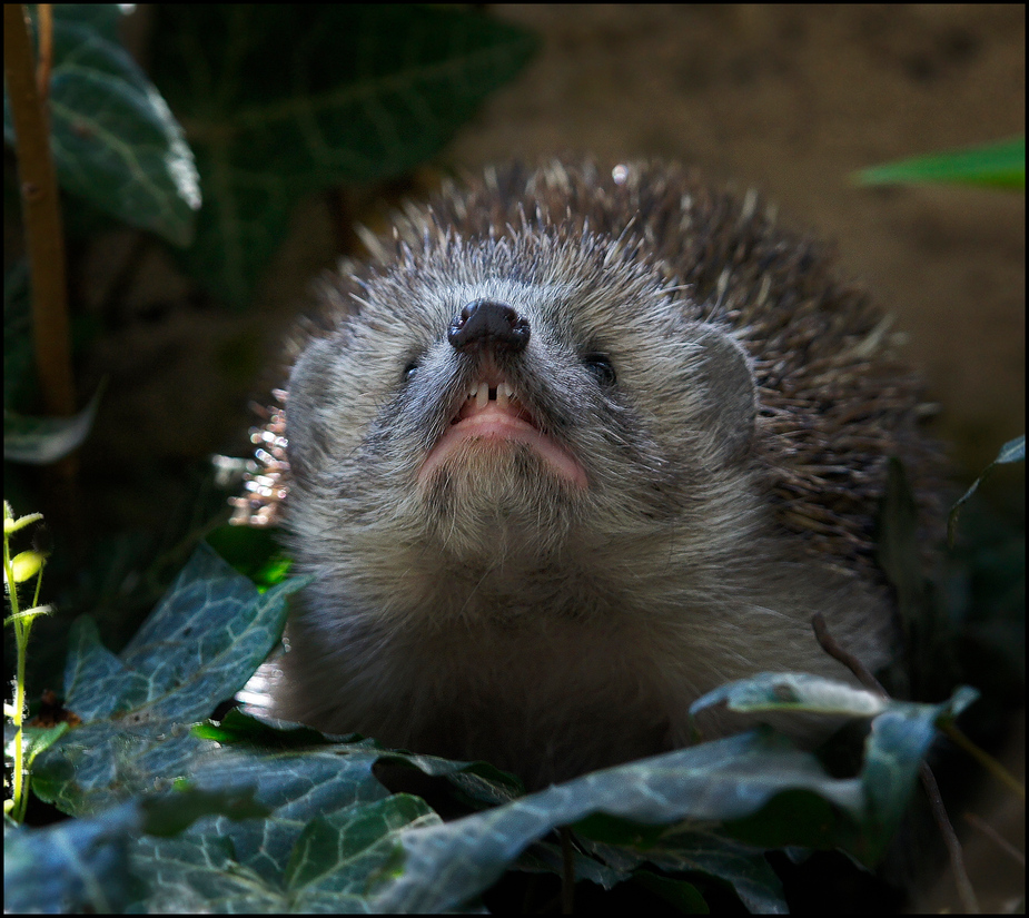 Igel zeigt Zähne