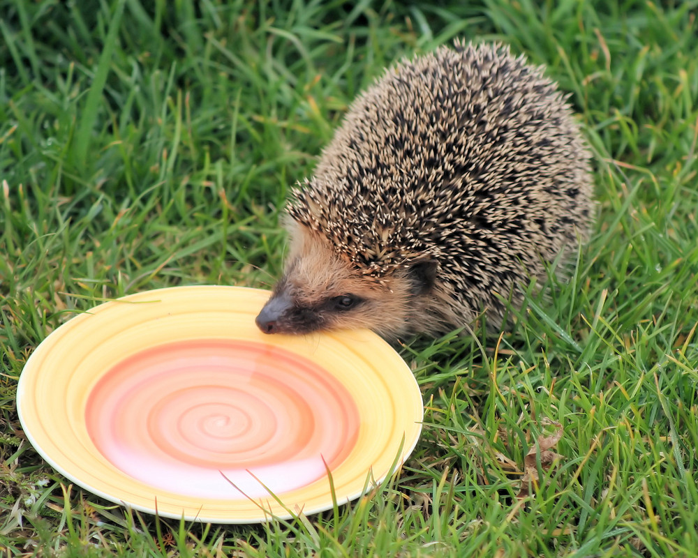 Igel zu Besuch