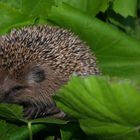 Igel_01