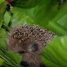 Igel_02