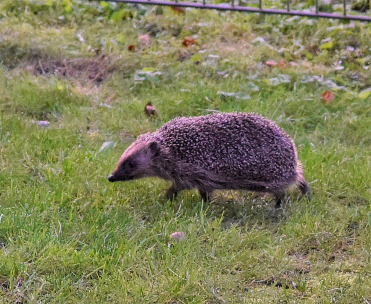 Igel1