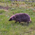 Igel1