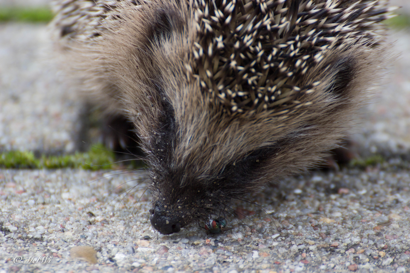 Igel2