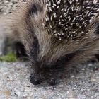 Igel2