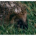 Igel2