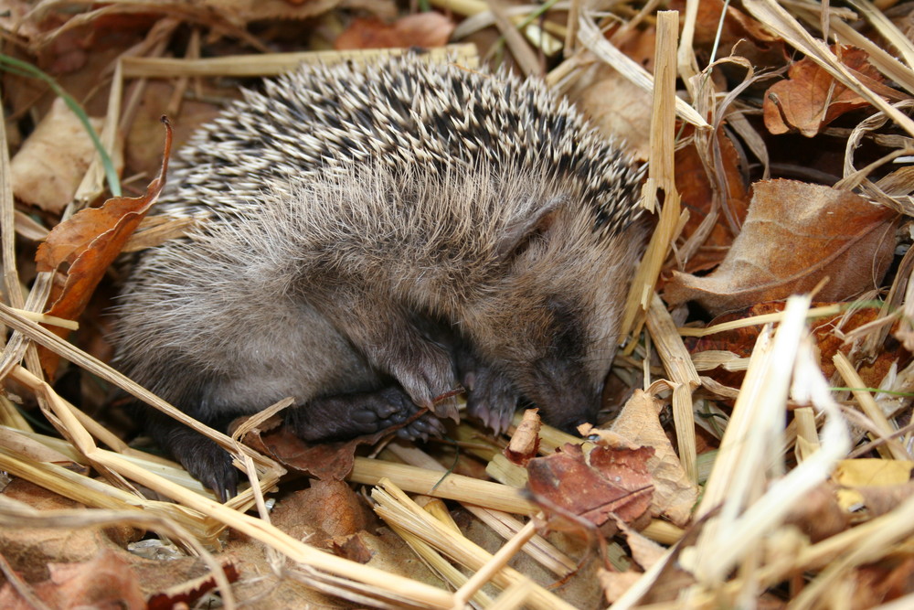 Igelbaby Foto & Bild | tiere, wildlife, wildlife: sonstige tiere Bilder auf fotocommunity