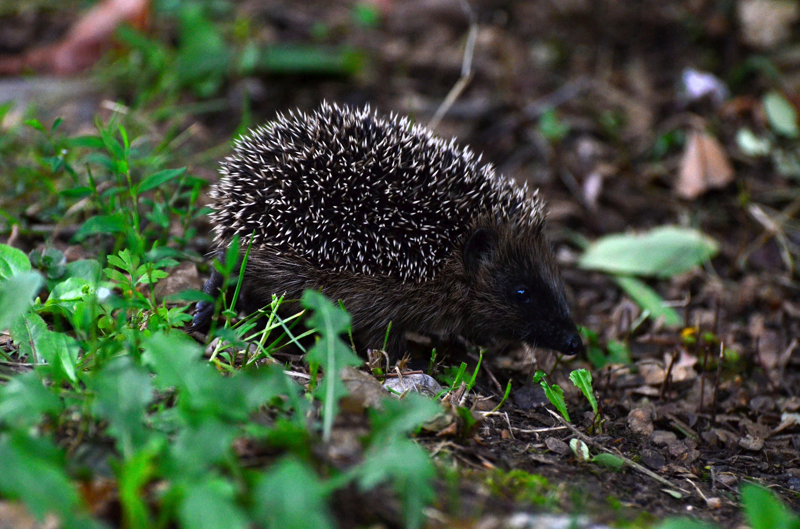 Igelbaby am Wandern