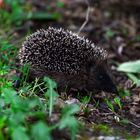 Igelbaby am Wandern