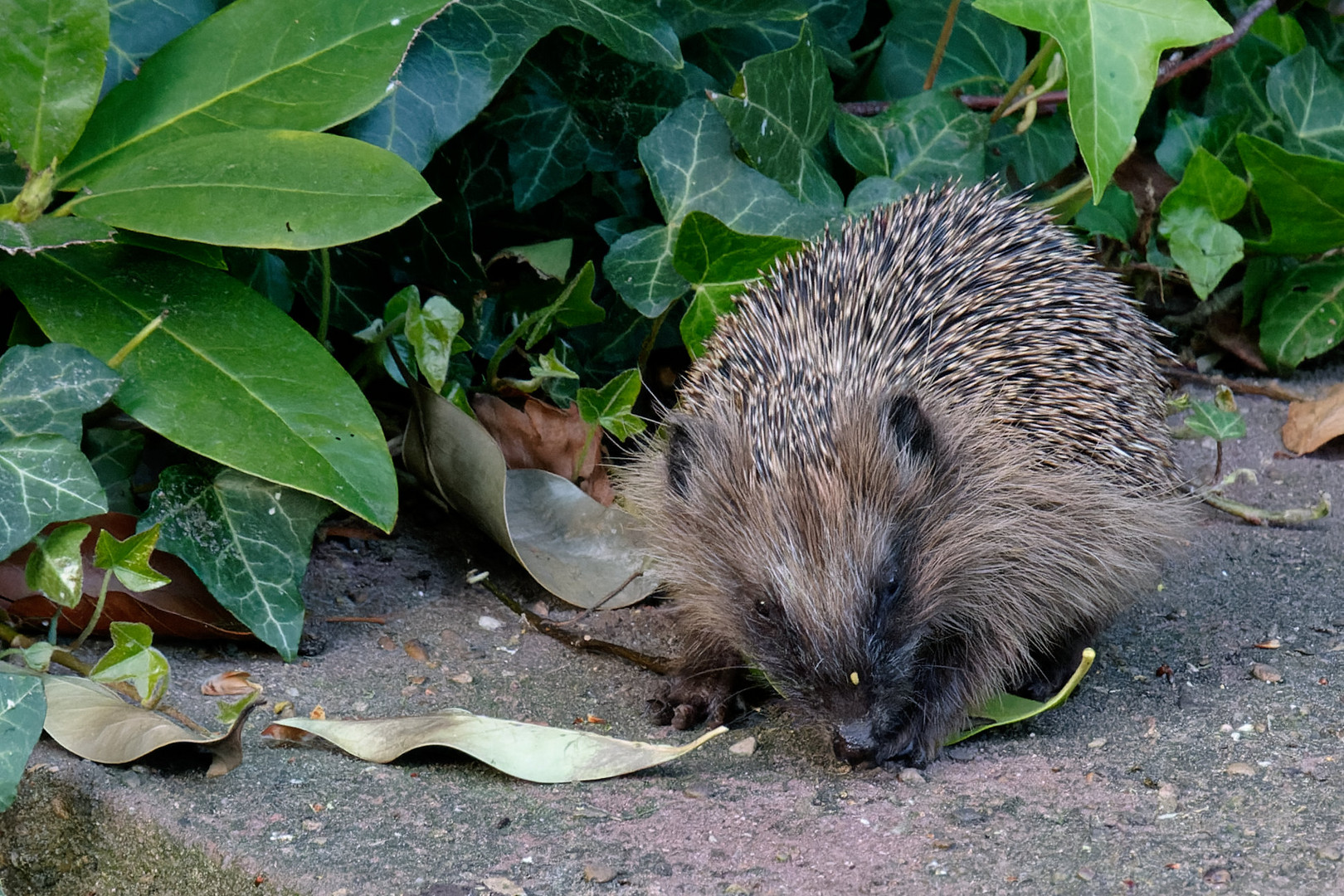 Igelbesuch im Garten 2