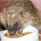 Igelbesuch in unserem Garten