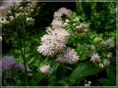 Igelblüten