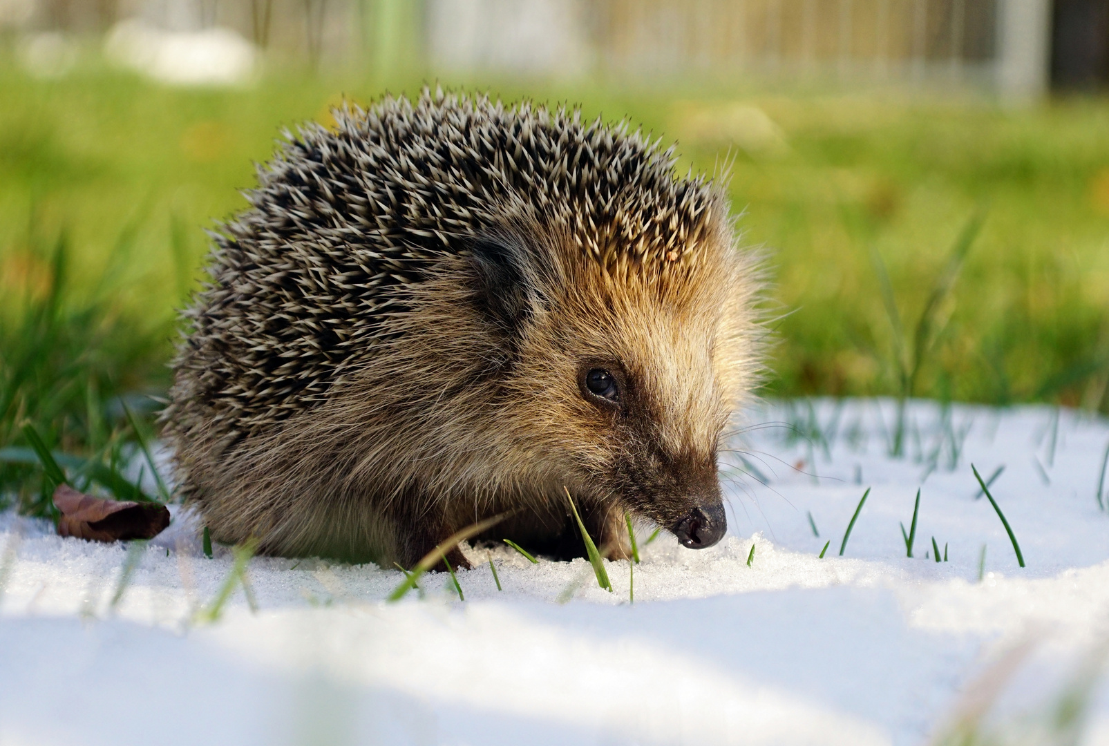 Igelchen im Winter Foto &amp; Bild natur, pause, wildlife Bilder auf