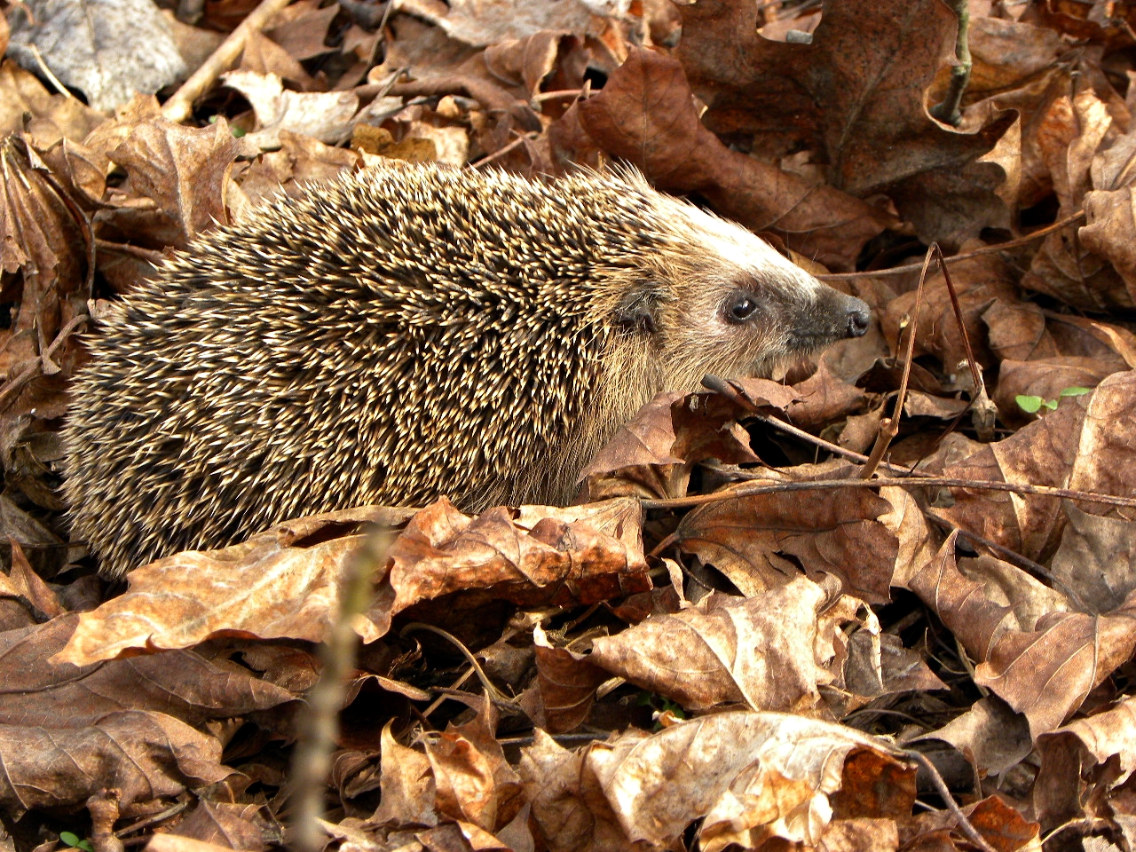 Igelchen schnuppert sich in Frühling.....