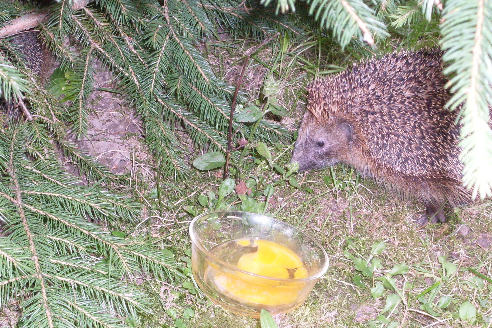 Igelfamilie im Garten Foto & Bild tiere, tierkinder, natur Bilder auf