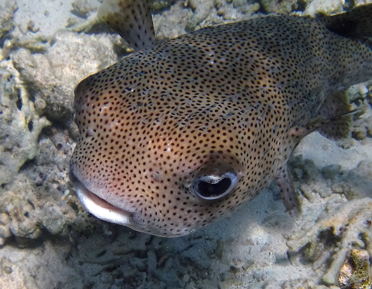 Igelfisch Foto & Bild | africa, egypt, north africa Bilder auf ...