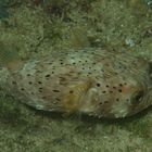 Igelfisch  -  Diodontidae