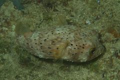 Igelfisch  -  Diodontidae