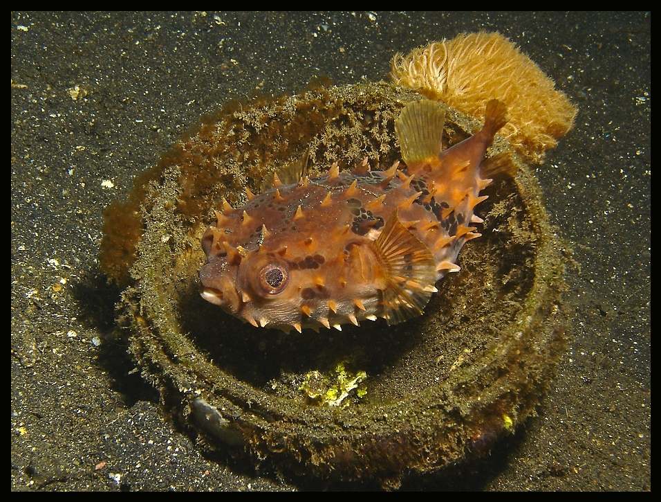 Igelfisch im Topf ;-)) ,Diodontidae, Sulawesi Mai 2006