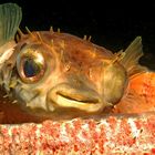 Igelfisch, Lembeh Strait, Nord-Sulawesi/Indonesien